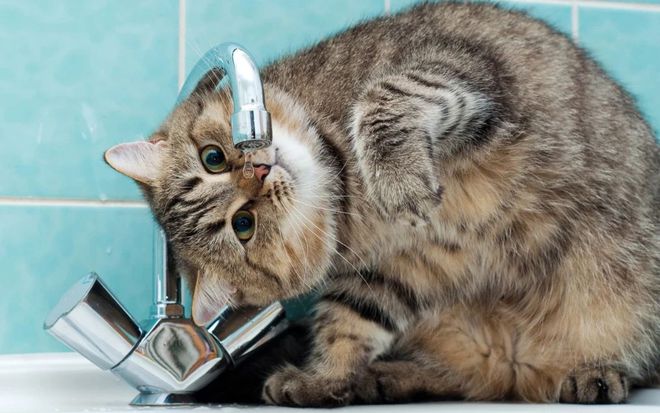 猫咪为什么喜欢喝洗脚水_猫咪吃菜叶子原因_猫咪喝洗脚水原因