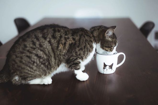 猫咪吃菜叶子原因_猫咪喝洗脚水原因_猫咪为什么喜欢喝洗脚水