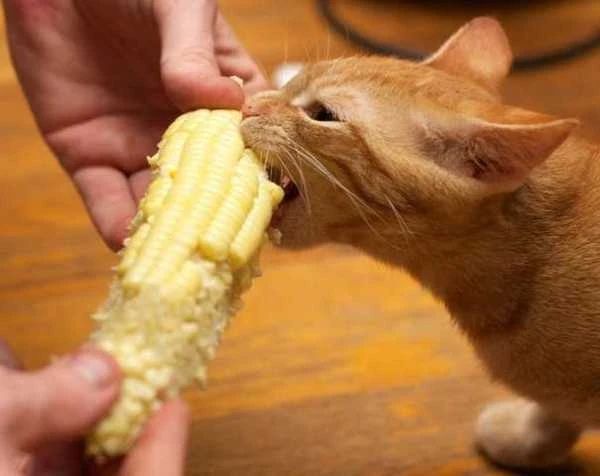 猫咪为什么喜欢喝洗脚水_猫咪吃菜叶子原因_猫咪喝洗脚水原因