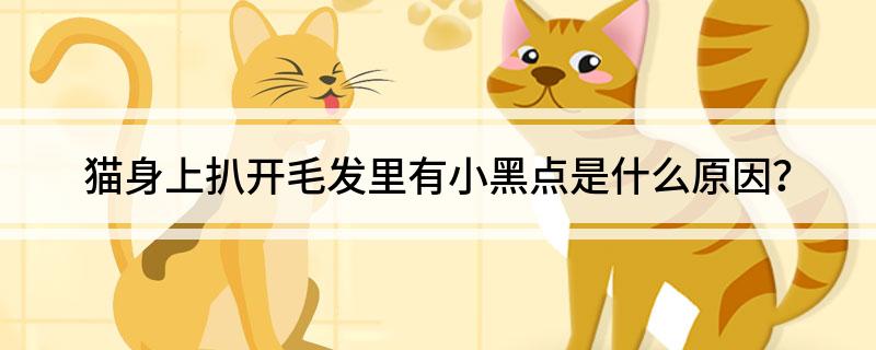 猫身上扒开毛发里有小黑点是什么原因?-派特超人-宠物