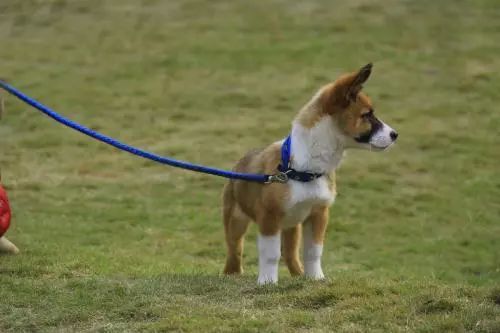 夏天遛狗怎么防跳蚤-派特超人-宠物