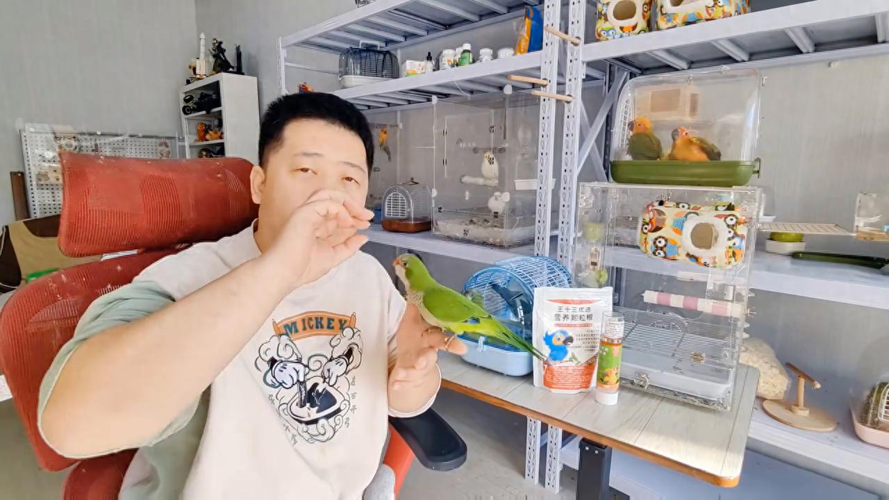 鹦鹉啄羽症怎么处理 #日常vlog-派特超人-宠物