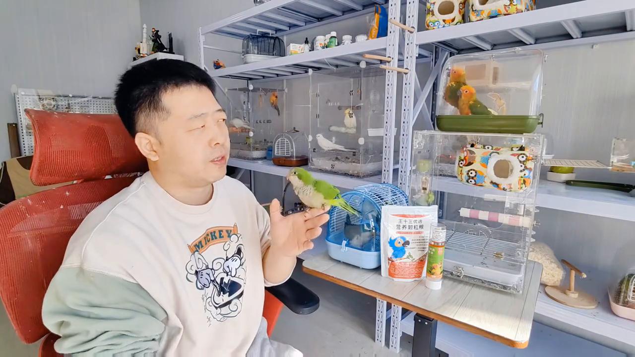 鹦鹉左雨阵处理方法_鹦鹉拔毛症的心理和生理诱因分析_鹦鹉拔毛原因分析