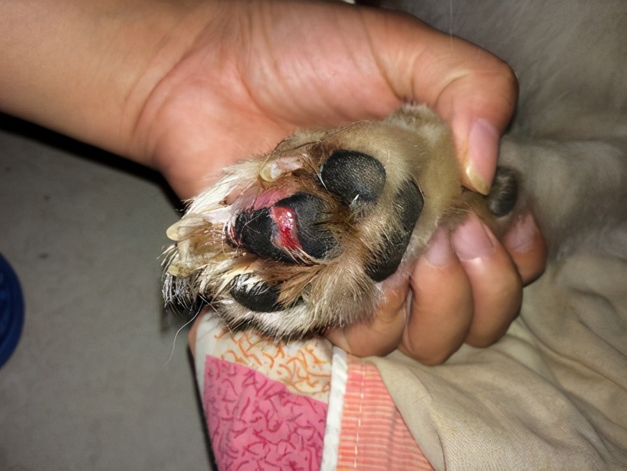 狗狗洗澡清洁脚垫_洗澡时如何清洗狗狗的背部_狗狗洗澡水温控制