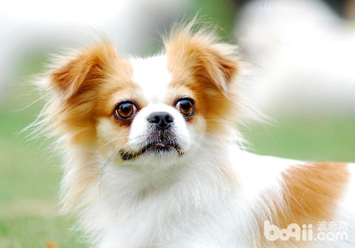 如何给蝴蝶犬洗澡？-派特超人-宠物