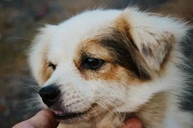 狗狗唾液囊肿症状_狗狗颈部皮炎？项圈摩擦和过敏_狗狗唾液囊肿治疗
