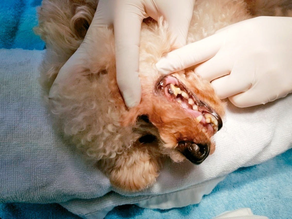 狗狗唾液囊肿治疗_狗狗颈部皮炎？项圈摩擦和过敏_狗狗唾液囊肿症状
