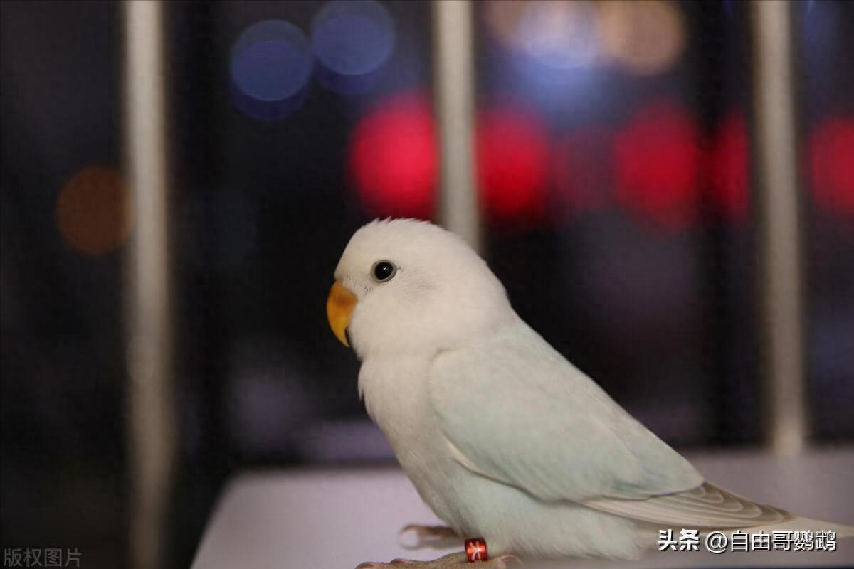 真实养鸟经验普通人的护鸟日常:做好这8件小事,健康其实很简单-派特超人-宠物