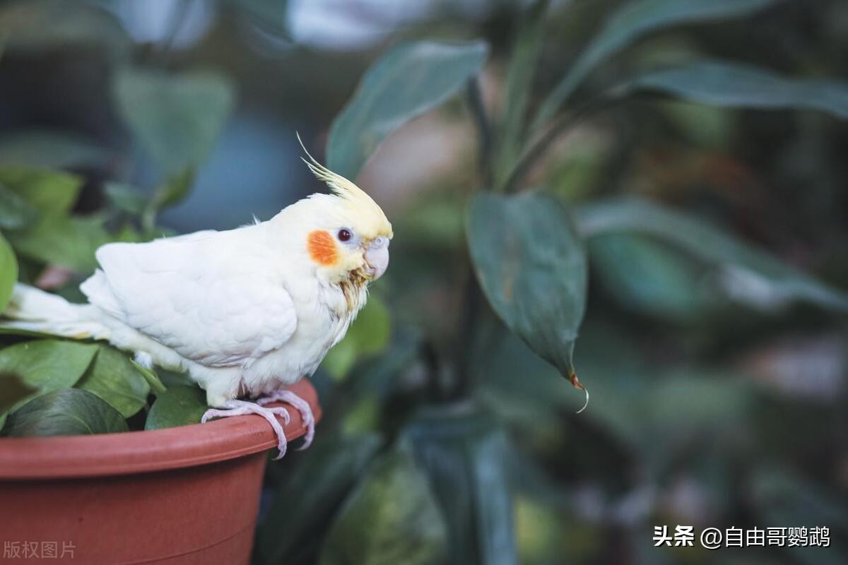 鸟类笼内装饰的安全准则_家常养鸟方法_鹦鹉养殖经验
