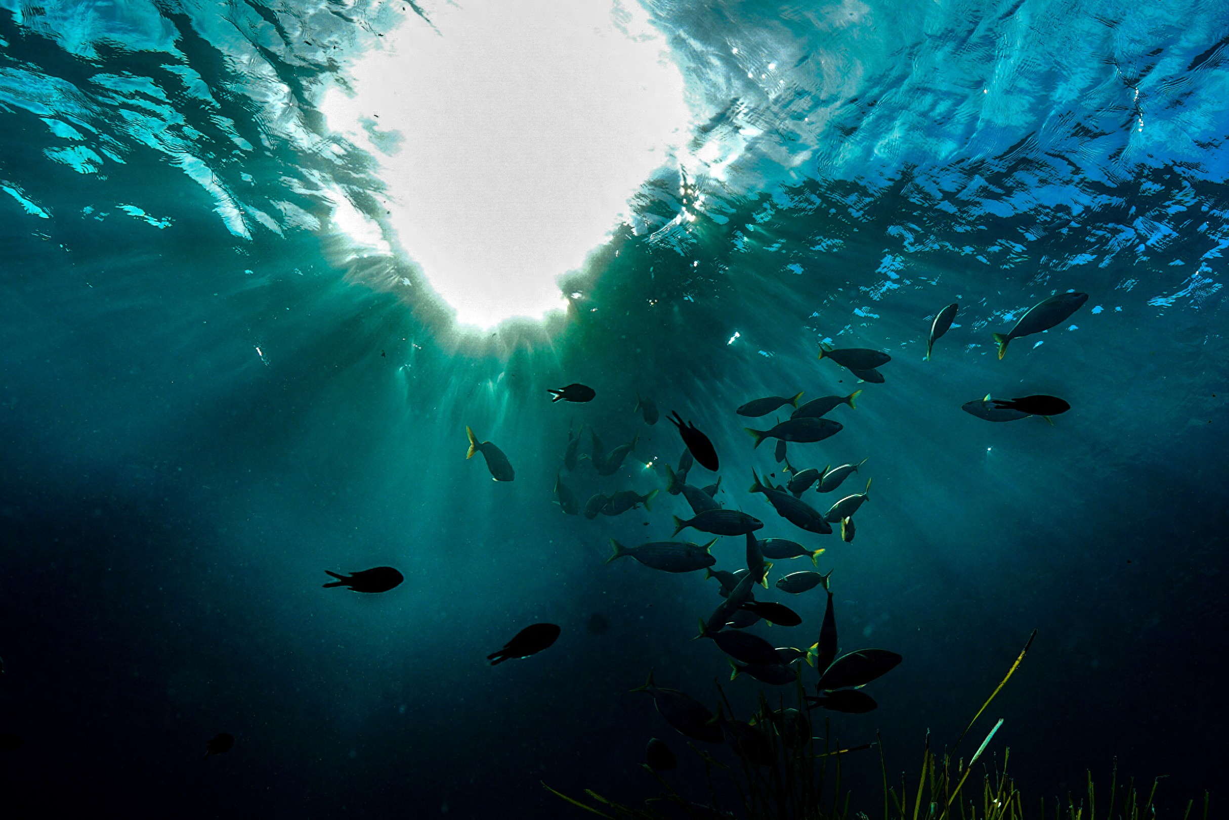 新研究显示夜间蓝光也会使鱼类表现出焦虑行为-派特超人-宠物