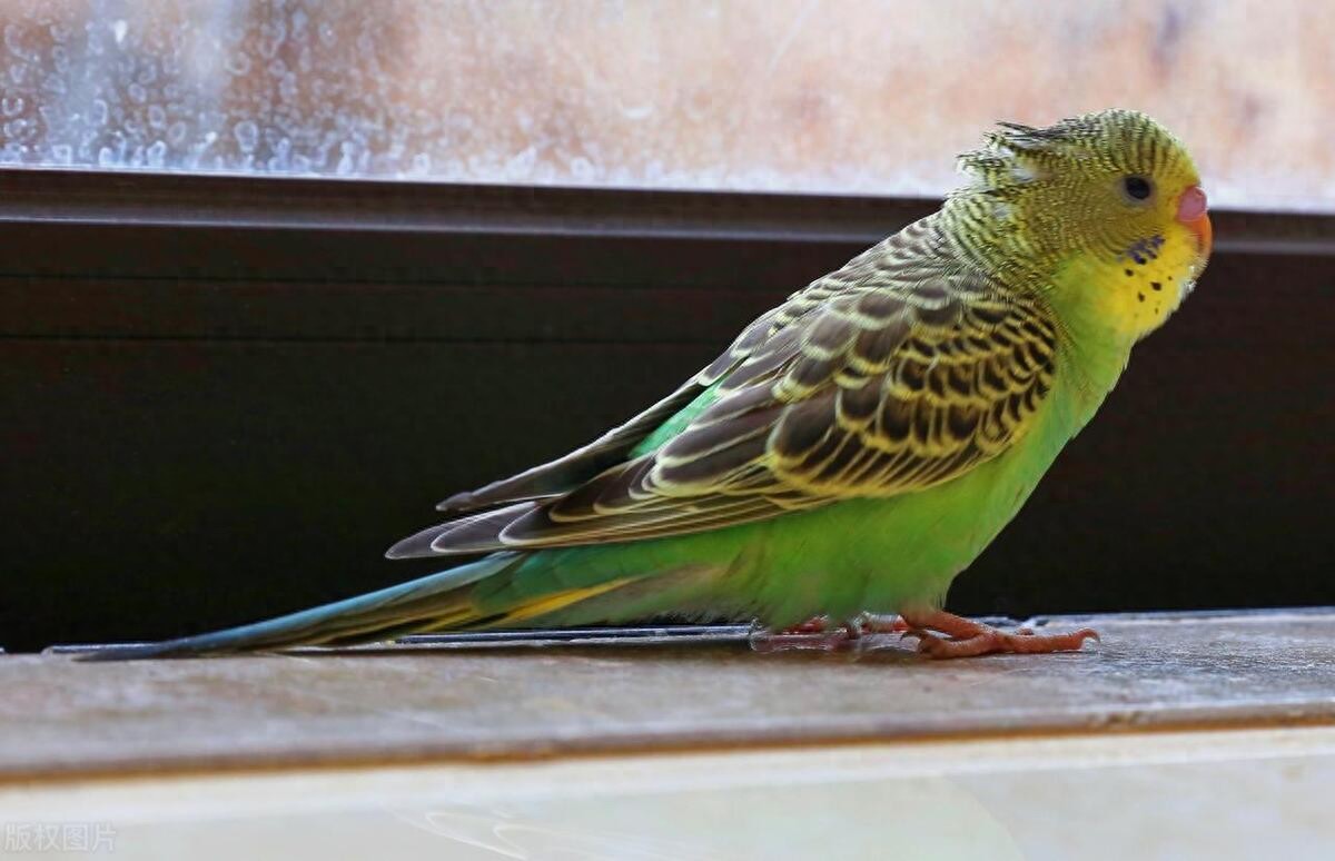 夏日养鹦鹉:驱蚊妙招与环境卫生指南-派特超人-宠物
