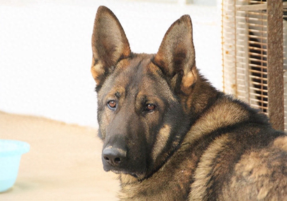 养狗护理:狗有癣咋办,以下三个步骤帮助狗狗尽快摆脱狗癣困扰-派特超人-宠物