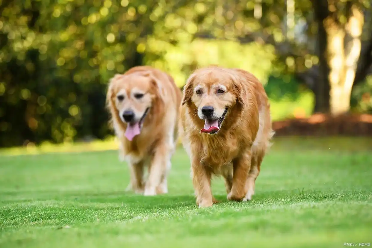 狗狗毛发干枯无光泽怎么办?饮食+护理+环境全攻略指南-派特超人-宠物