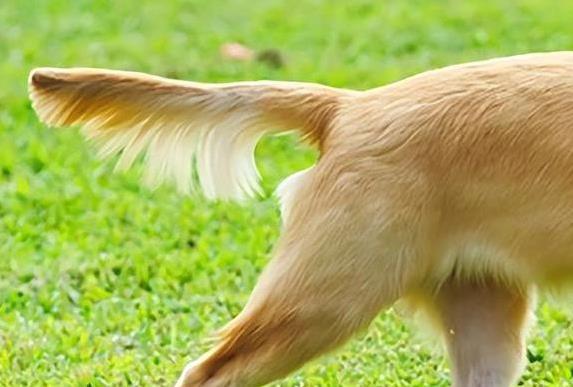 狗狗频繁揉眼？异物和角膜溃疡_狗狗训练方法_狗狗敏感部位护理
