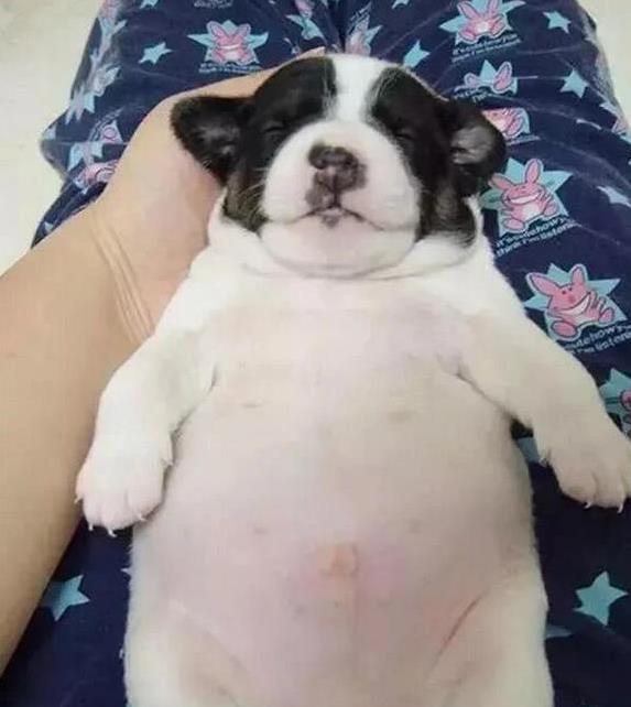 狗狗训练方法_狗狗频繁揉眼？异物和角膜溃疡_狗狗敏感部位护理