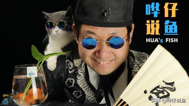 夏日光照强,鱼缸绿水定会卷土重来?详解养鱼高手应对策略|辟谣-派特超人-宠物