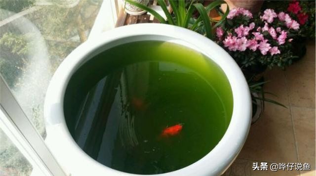 鱼缸绿水解决方法_夏季鱼缸绿水原因_鱼缸背景色对鱼类的影响