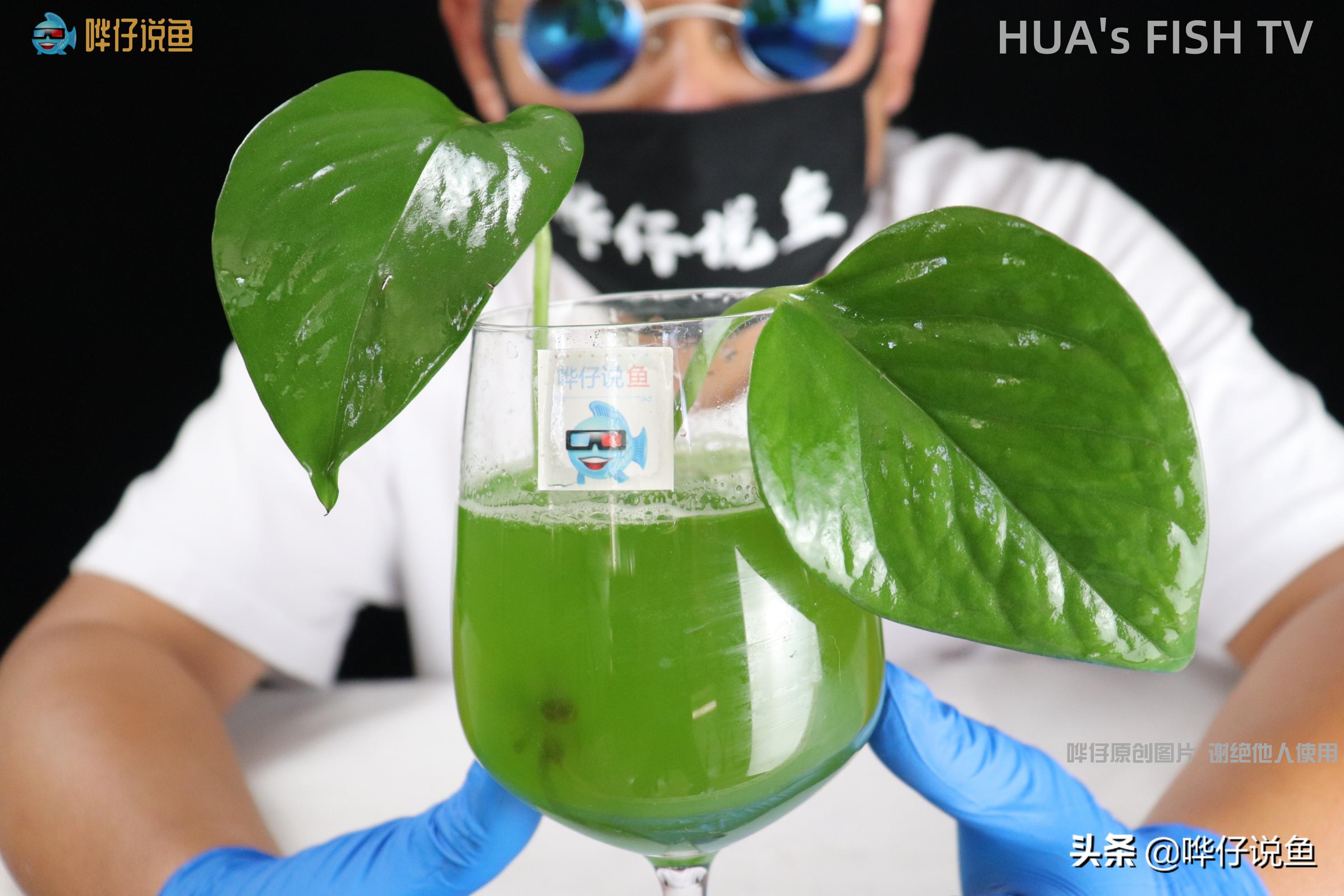 鱼缸绿水解决方法_鱼缸背景色对鱼类的影响_夏季鱼缸绿水原因