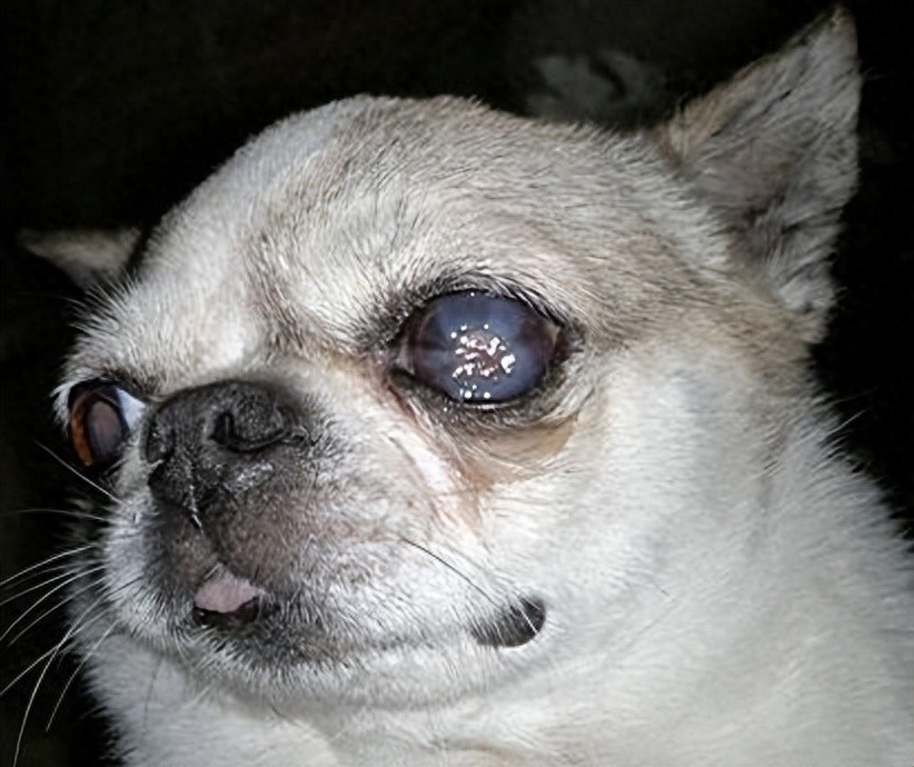 狗狗频繁揉眼？异物和角膜溃疡_狗狗一只眼睛无法睁开原因_狗狗眼外伤处理方法