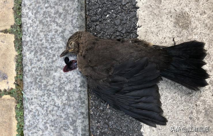 合肥近日频现鸟类离奇身亡!爱鸟人士接连呼吁:不要再做这件事-派特超人-宠物