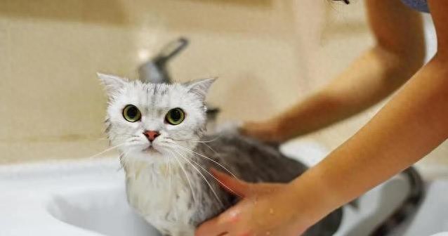 猫咪洗澡后蔫不拉几?3个错招让它不吃不动,你中了没?-派特超人-宠物