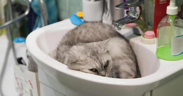 猫咪洗澡水温适宜_猫咪洗澡时的水温测试方法_猫咪洗澡时间控制