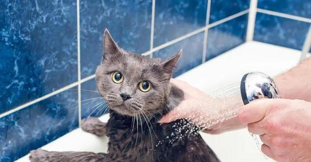 猫咪洗澡时间控制_猫咪洗澡水温适宜_猫咪洗澡时的水温测试方法