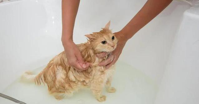 猫咪洗澡水温适宜_猫咪洗澡时间控制_猫咪洗澡时的水温测试方法