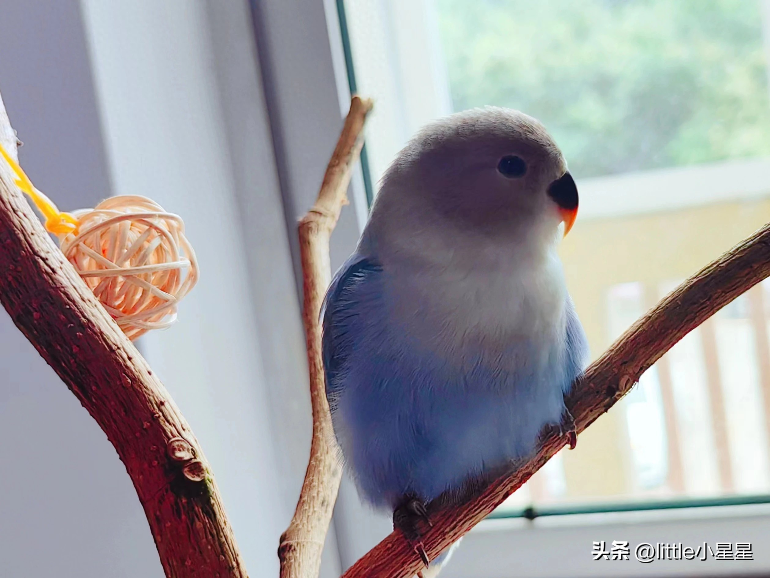 鹦鹉笼内用品怎么选择?-派特超人-宠物