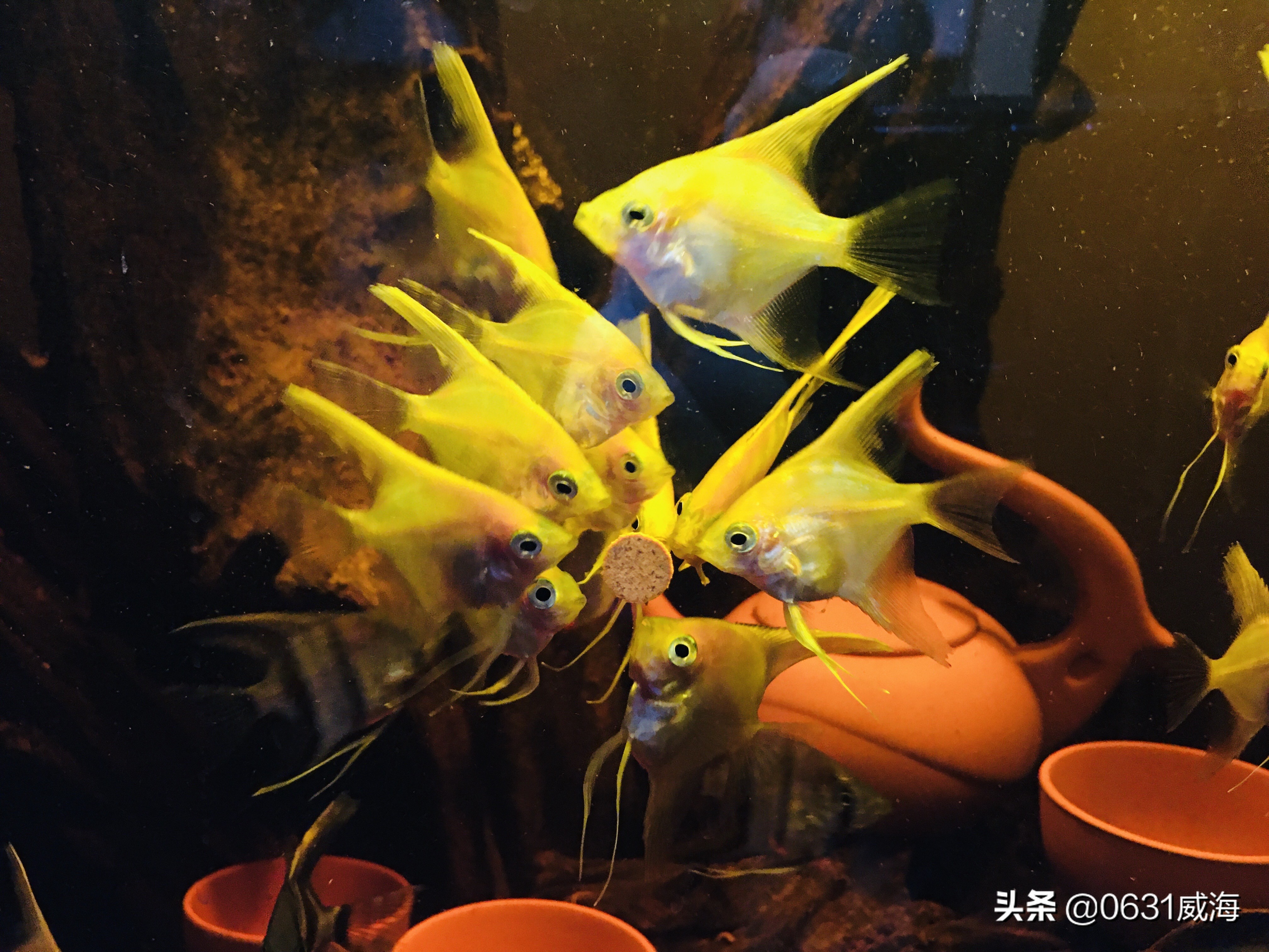 养鱼水温控制技巧_水草养鱼适宜水温范围_鱼缸背景色对鱼类的影响