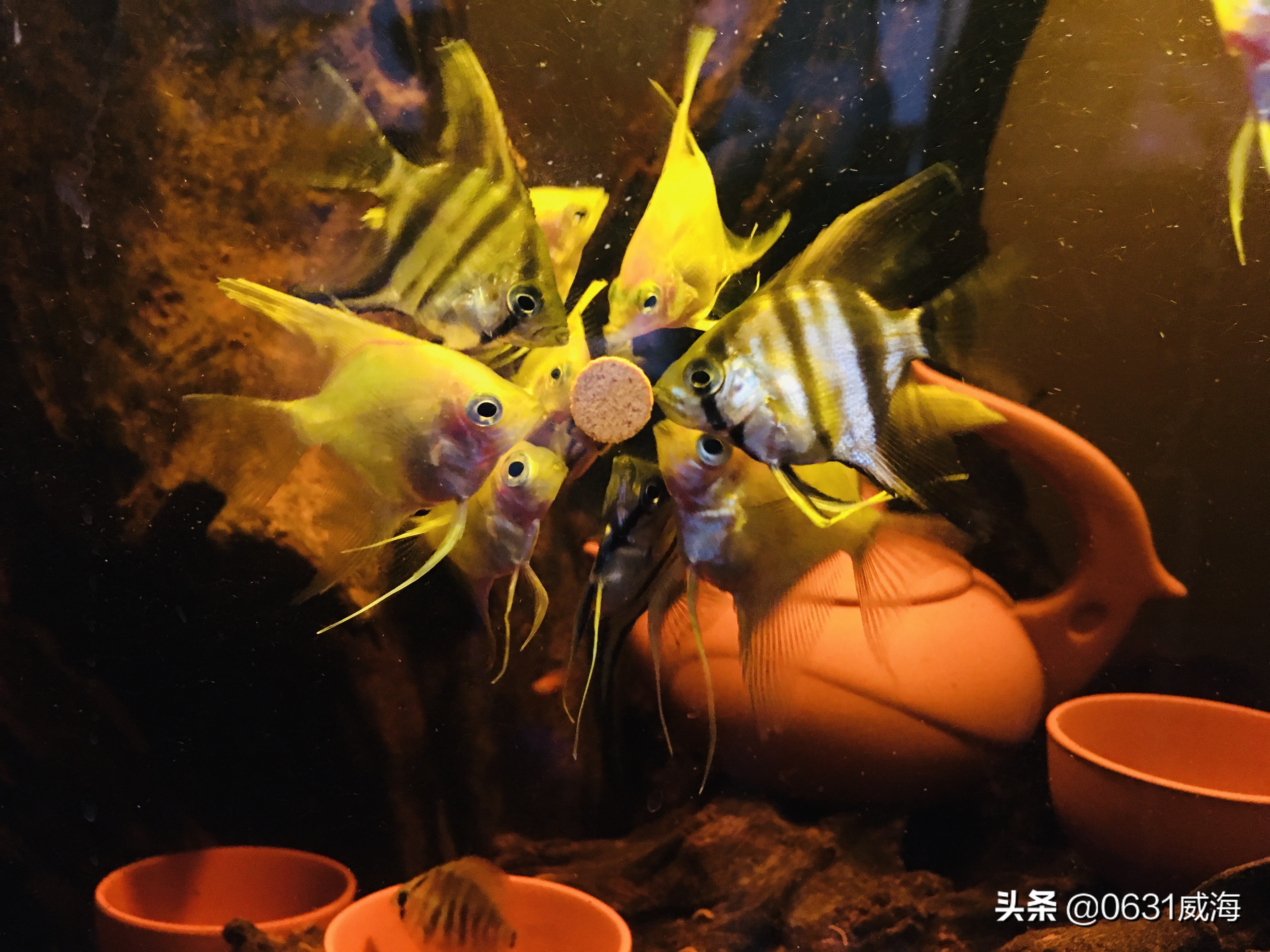 鱼缸背景色对鱼类的影响_水草养鱼适宜水温范围_养鱼水温控制技巧