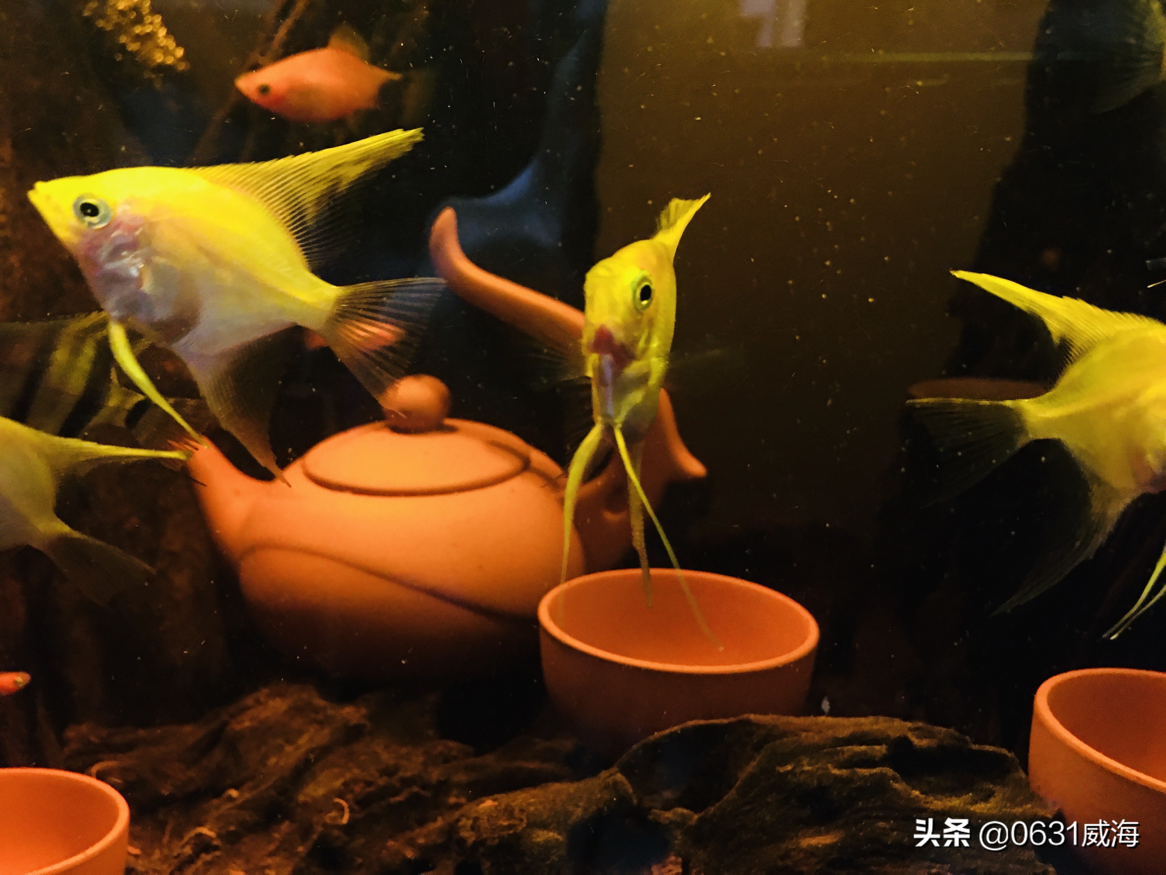 水草养鱼适宜水温范围_养鱼水温控制技巧_鱼缸背景色对鱼类的影响