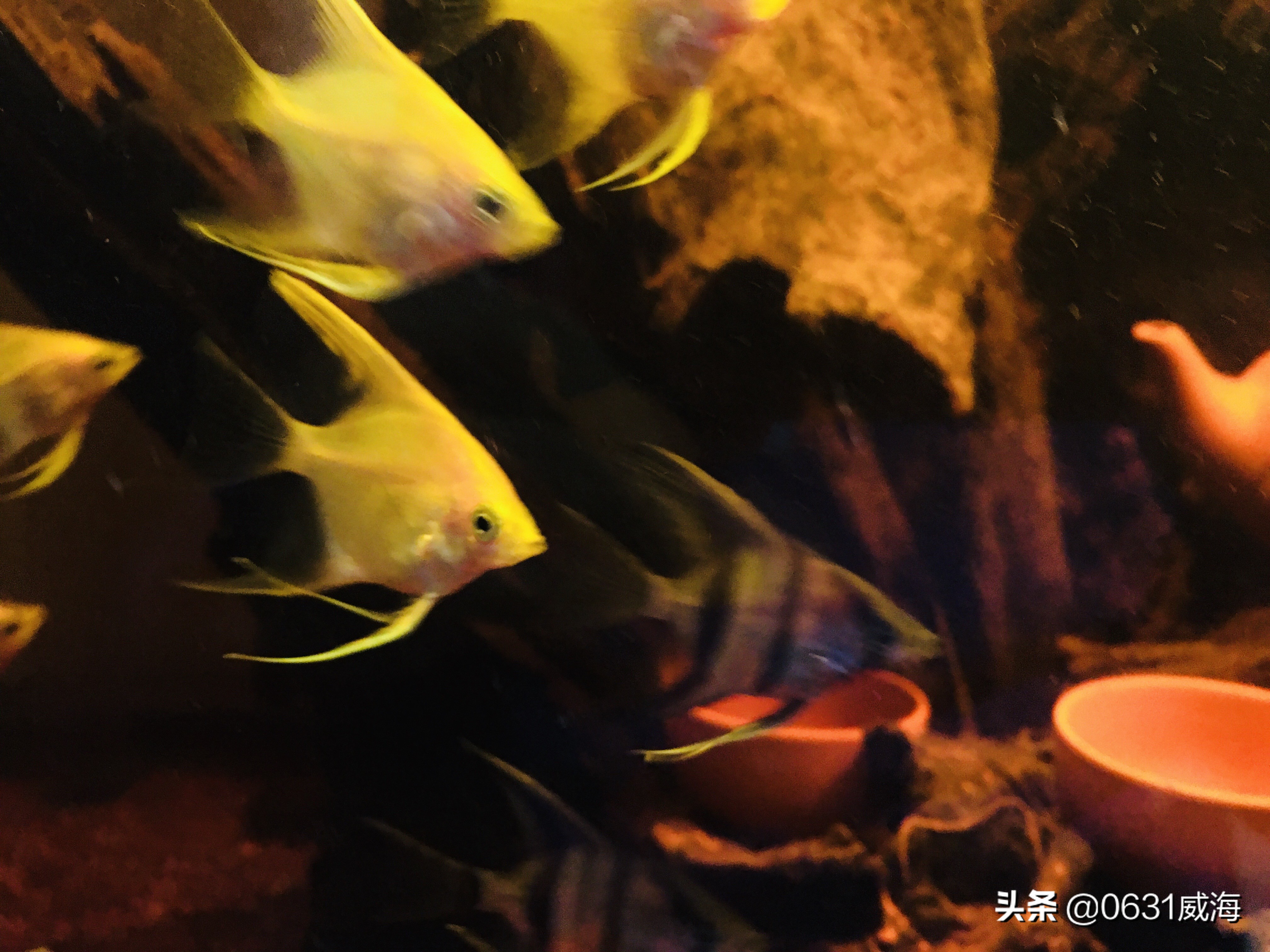 水草养鱼适宜水温范围_养鱼水温控制技巧_鱼缸背景色对鱼类的影响