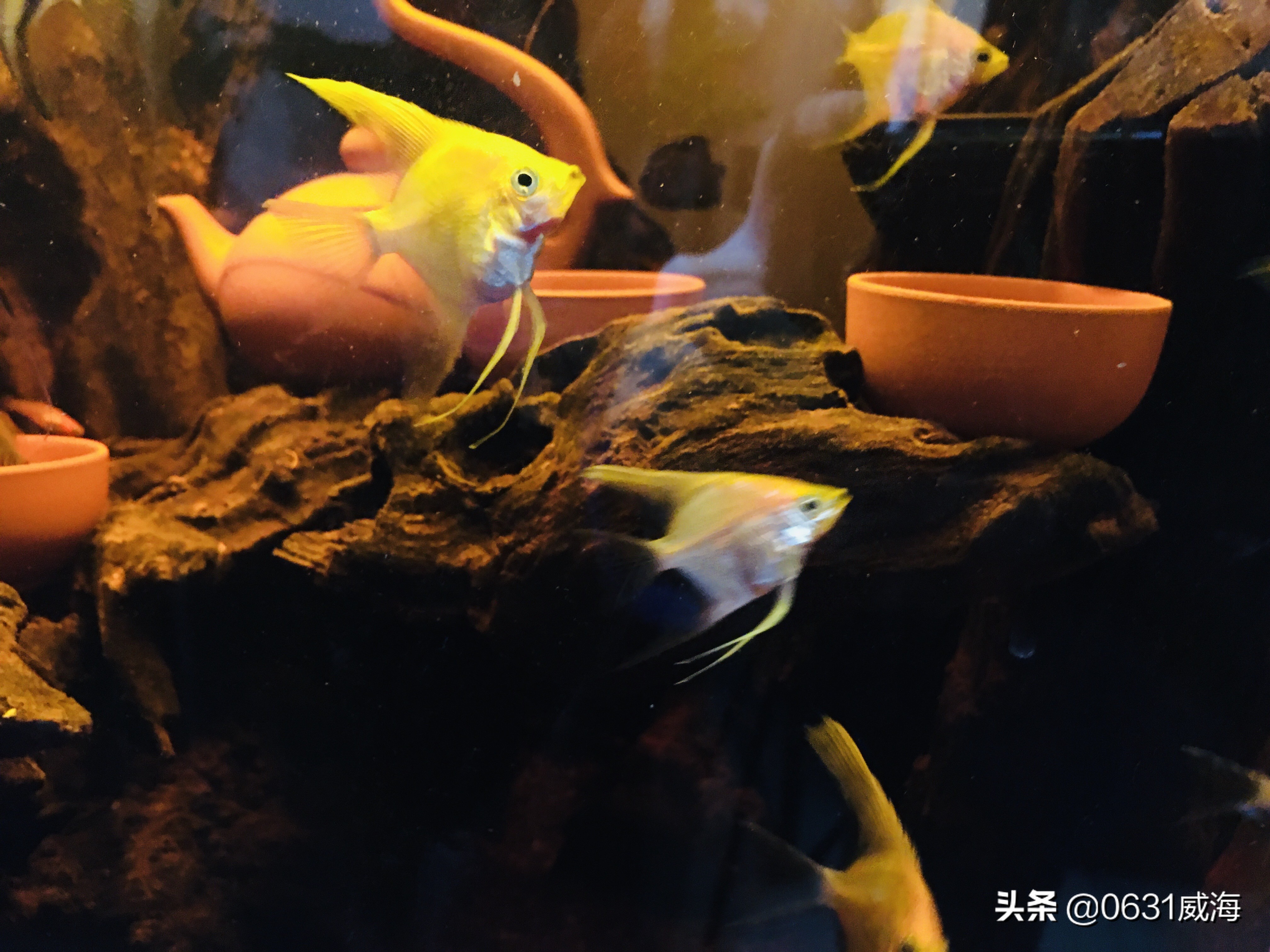 养鱼水温控制技巧_鱼缸背景色对鱼类的影响_水草养鱼适宜水温范围