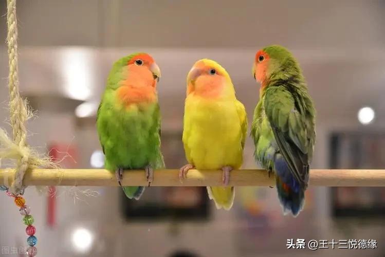 鹦鹉拔毛症的心理和生理诱因分析_鹦鹉羽毛脱落原因分析_鹦鹉营养缺乏羽毛问题