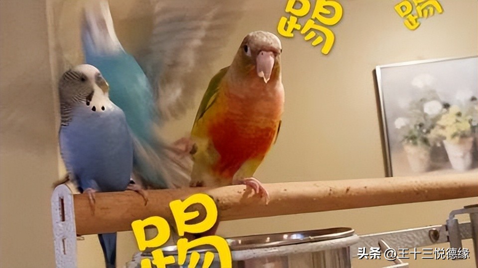 鹦鹉拔毛症的心理和生理诱因分析_鹦鹉羽毛脱落原因分析_鹦鹉营养缺乏羽毛问题