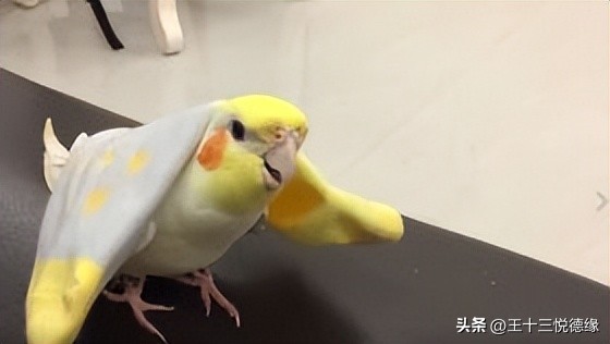 鹦鹉羽毛脱落原因分析_鹦鹉营养缺乏羽毛问题_鹦鹉拔毛症的心理和生理诱因分析