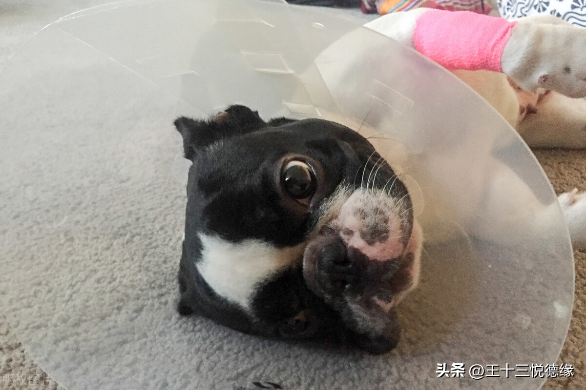 鹦鹉拔毛症的心理和生理诱因分析_鹦鹉营养缺乏羽毛问题_鹦鹉羽毛脱落原因分析