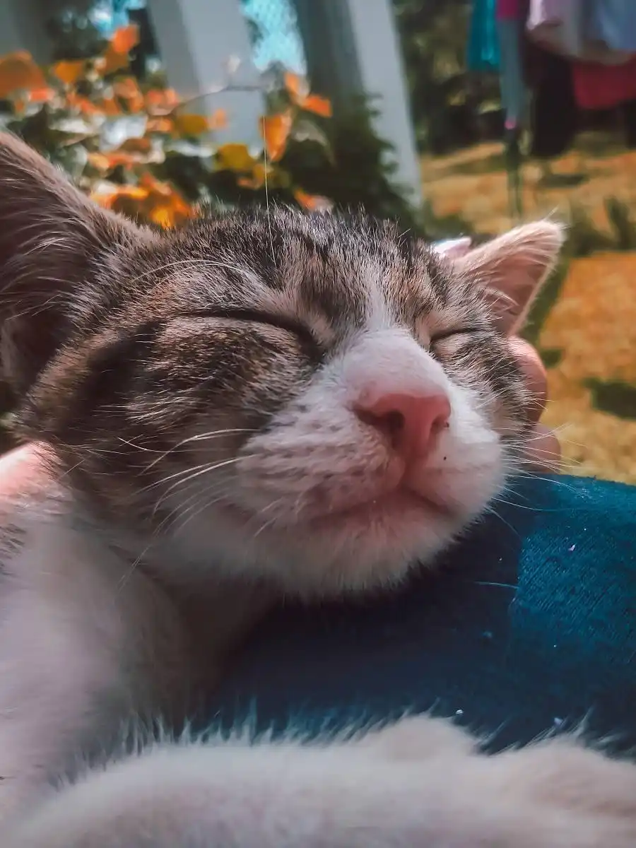 猫咪黑下巴用药指南:3款药膏科学解决毛囊炎难题-派特超人-宠物