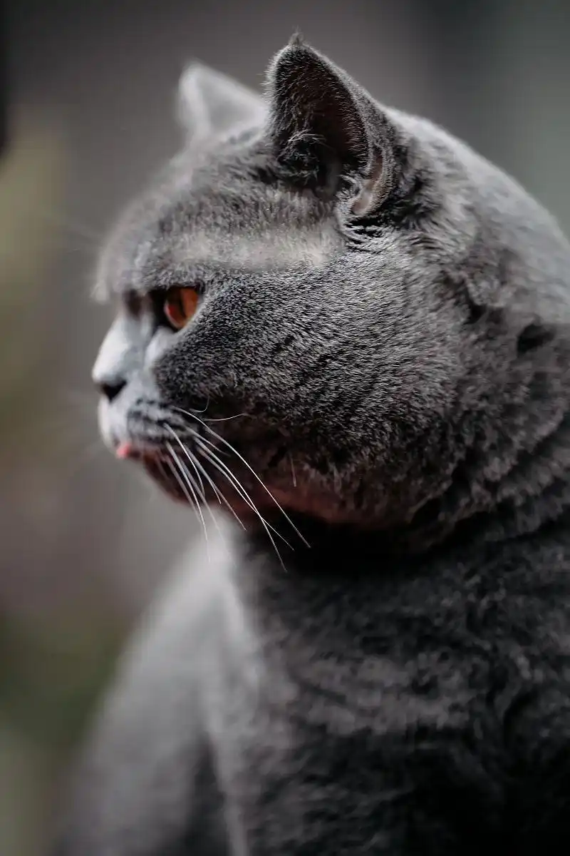 猫咪黑下巴的成因和治疗方法_ 猫咪黑下巴红霉素软膏使用 _黑下巴猫咪毛囊炎治疗 