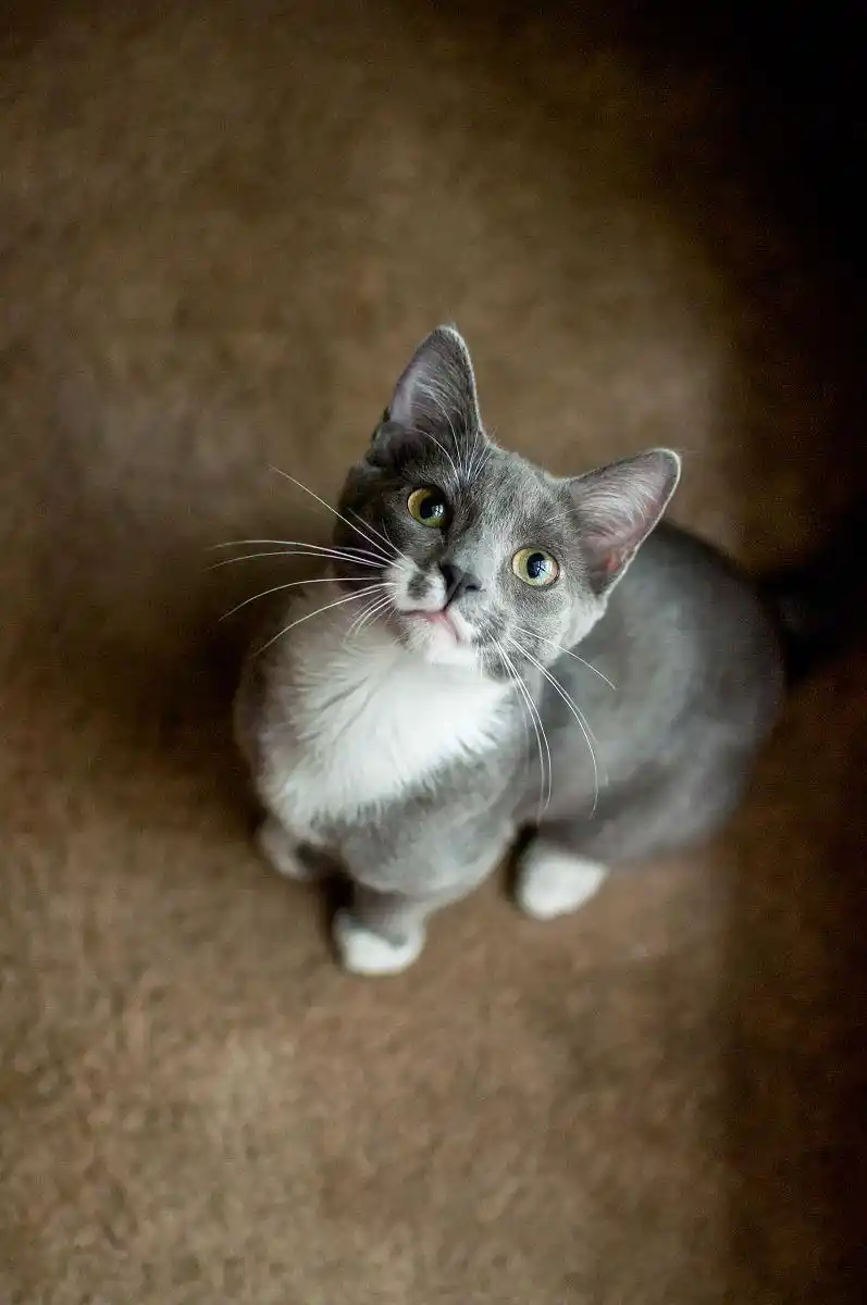  猫咪黑下巴红霉素软膏使用 _黑下巴猫咪毛囊炎治疗 _猫咪黑下巴的成因和治疗方法