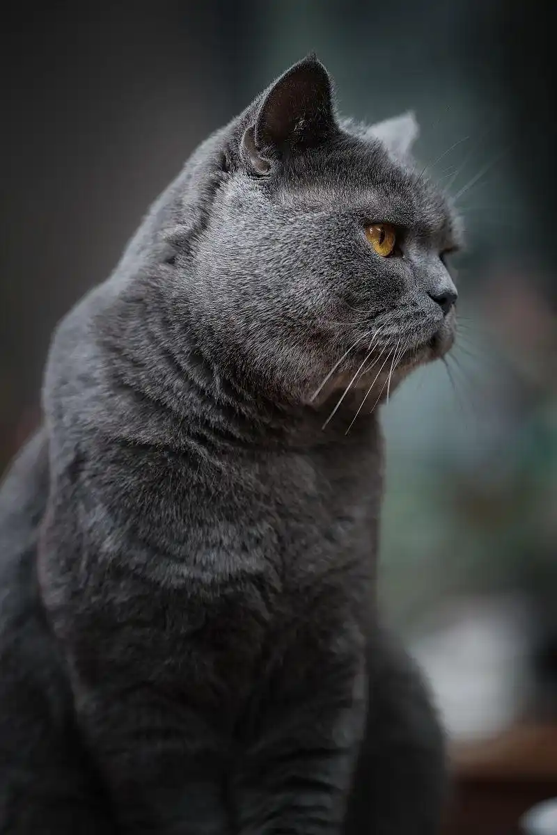 黑下巴猫咪毛囊炎治疗 _猫咪黑下巴的成因和治疗方法_ 猫咪黑下巴红霉素软膏使用 