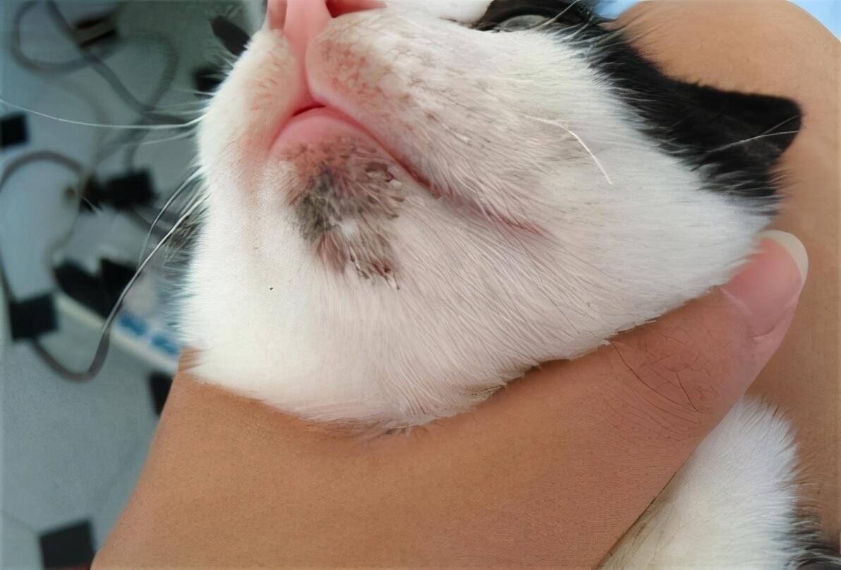 猫咪黑下巴治疗药物_猫咪下巴黑点用药推荐_猫咪黑下巴的成因和治疗方法