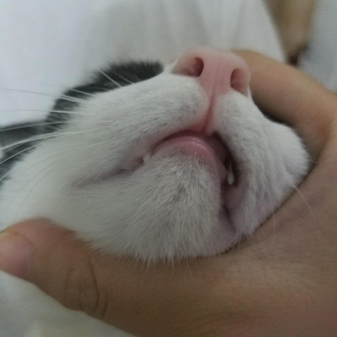 猫咪黑下巴的成因和治疗方法_猫咪下巴黑点用药推荐_猫咪黑下巴治疗药物