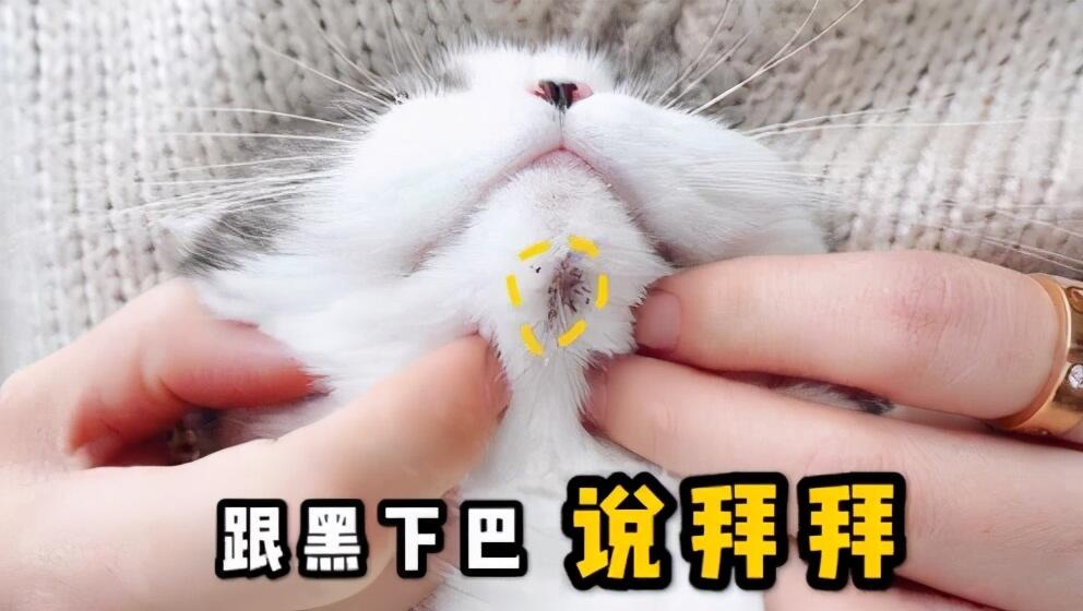 猫咪黑下巴的成因和治疗方法_猫咪下巴黑点用药推荐_猫咪黑下巴治疗药物