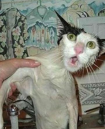 猫咪洗澡恐惧症_猫咪洗澡时的水温测试方法_猫咪洗澡技巧