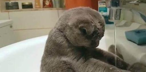 猫咪洗澡技巧_猫咪洗澡恐惧症_猫咪洗澡时的水温测试方法