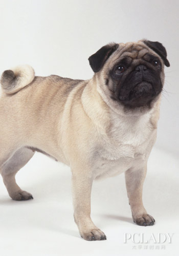 宠物狗咳嗽原因及医治措施-派特超人-宠物