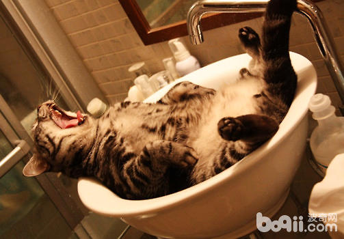 猫咪洗澡方法_猫咪洗澡时的水温测试方法_猫咪怕水洗澡技巧