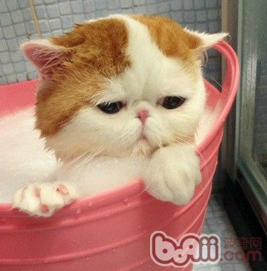 猫咪怕水洗澡技巧_猫咪洗澡方法_猫咪洗澡时的水温测试方法